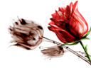 Poeme pour marie